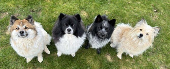 Klein Elo Zucht Niedersachsen