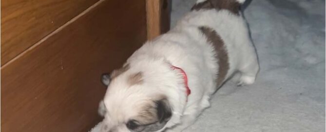 Klein-Elo-Zucht: Amanda läuft