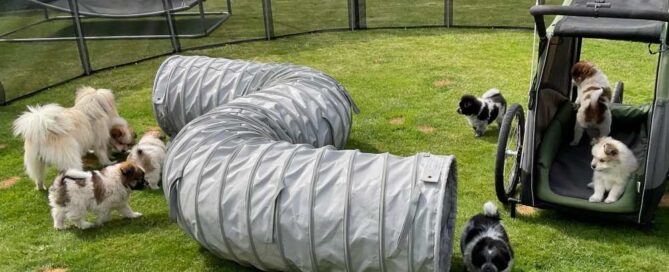 Klein Elo Zucht Garten